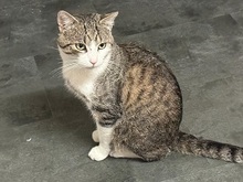 MAX, Katze, Europäisch Kurzhaar in Fürth