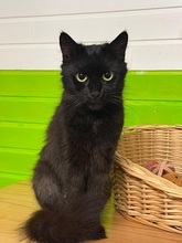 NATASCHA, Katze, Langhaarkatze in Fürth