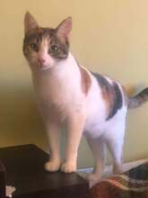 LILA, Katze, Hauskatze in Bulgarien