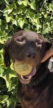 SION, Hund, Labrador Retriever in Spanien