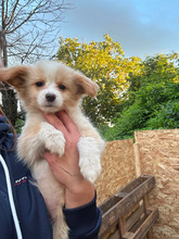 SMILLA, Hund, Mischlingshund in Rumänien