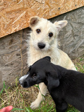 TRIXIE, Hund, Mischlingshund in Rumänien