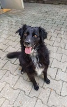 MAJKA, Hund, Mischlingshund in Großröhrsdorf