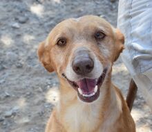 MAYO, Hund, Podenco in Hamburg
