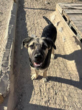 LYONER, Hund, Mischlingshund in Portugal