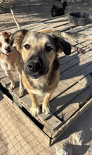 CHORIZO, Hund, Mischlingshund in Portugal