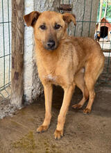 NAXOS, Hund, Mischlingshund in Portugal
