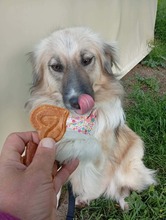 MALTA, Hund, Mischlingshund in Bosnien und Herzegowina