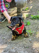 MUFFY, Hund, Mischlingshund in Bulgarien