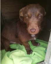 AZOR, Hund, Dackel-Mix in München