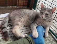 EVE, Katze, Europäisch Kurzhaar in Italien