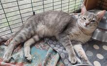 EVA, Katze, Europäisch Kurzhaar in Italien