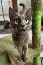 MAMI, Katze, Kartäuser Mix in Italien