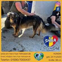 SHIVA, Hund, Mischlingshund in Rumänien