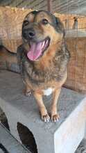 CHANCE, Hund, Schäferhund Mischling in Rumänien