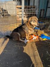 TWIX, Hund, Mischlingshund in Rumänien