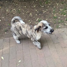 ASHER, Hund, Mischlingshund in Rumänien