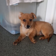 ZORRO, Hund, Mischlingshund in Rumänien