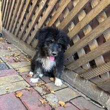 ELLIE, Hund, Mischlingshund in Belgien