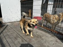 JASON, Hund, Mischlingshund in Rumänien