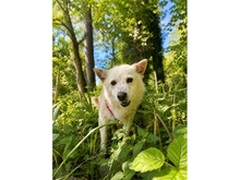 SOFTY, Hund, Mischlingshund in Bruckmühl