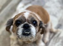 BIJU, Hund, Shih Tzu in Wiesbaden