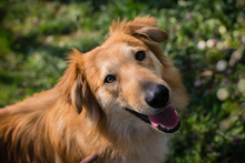 RÖSTI, Hund, Mischlingshund in Kroatien