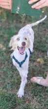 SOPHIE, Hund, Mini Australian Shepherd in Italien