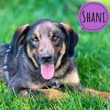 SHANI, Hund, Schäferhund-Mischling in Altrip