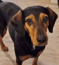 BABIS, Hund, Griechische Bracke in Hanstedt