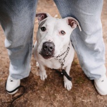 ABBY, Hund, Bullterrier in Kaiserslautern