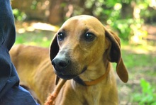 GALVION, Hund, Mischling in Italien