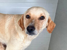 MAMA, Hund, Mischlingshund in Italien