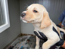 CAMILLA, Hund, Mischlingshund in Italien