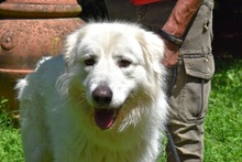 VAYLO, Hund, Maremmano Mischling in Italien