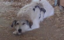 GRAPPA, Hund, Herdenschutzhund-Mix in Korbach