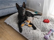 ZORAN, Hund, Mischlingshund in Dinkelscherben