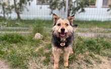 LANDO, Hund, Mischlingshund in Baiersdorf