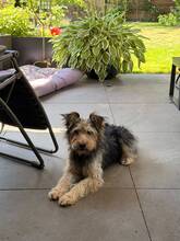 LINA, Hund, Terrier in Roth
