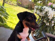 INDRA, Hund, Mischlingshund in Ingolstadt