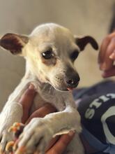 ELIA, Hund, Chihuahua (Mischling) in Spanien