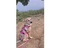 SOPHIA, Hund, Mischlingshund in Lünen