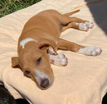 CEREZA, Hund, Beagle-Mix in Hamburg