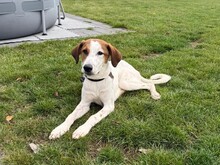 CORAZON, Hund, Pointer-Podenco-Terrier -Mix in Hüttenberg