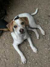 BERRY, Hund, Mischlingshund in Portugal
