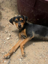 CHILI, Hund, Mischlingshund in Portugal