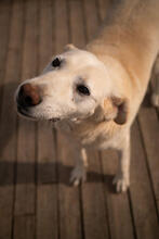 TIMOR, Hund, Mischlingshund in Portugal