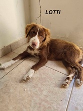 LOTTI, Hund, Mischlingshund in Griechenland
