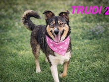 TRUDY2, Hund, Mischlingshund in Bulgarien