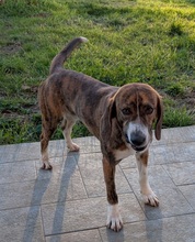 BLUE, Hund, Segugio Maremmano-Mix in Italien
